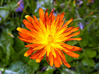 Crepis aurea