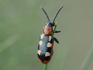 Crioceris asparagi