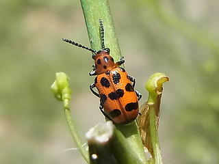 Crioceris quatuordecimpunctata