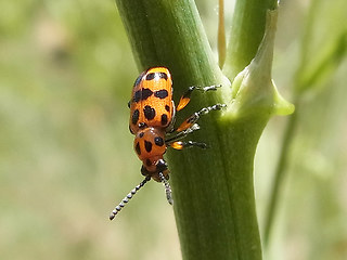 Crioceris quatuordecimpunctata