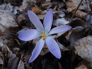 Crocus vernus