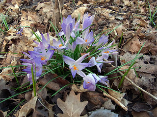 Crocus vernus