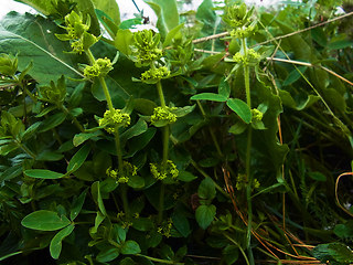 Cruciata laevipes