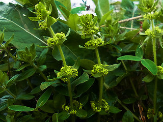 Cruciata laevipes