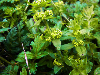 Cruciata laevipes