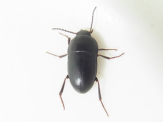 Crypticus quisquilius