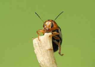 Cryptocephalus rufipes