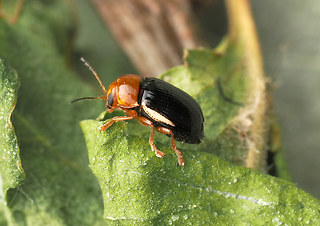 Cryptocephalus rufipes