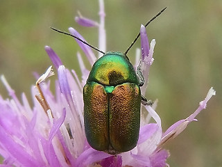 Cryptocephalus sericeus