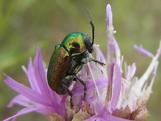 Cryptocephalus sericeus