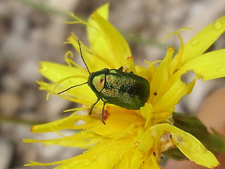Cryptocephalus sp.