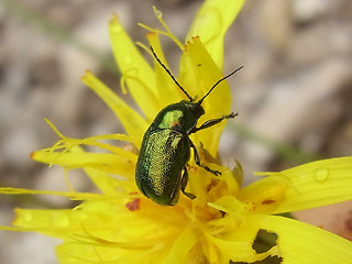 Cryptocephalus sp.