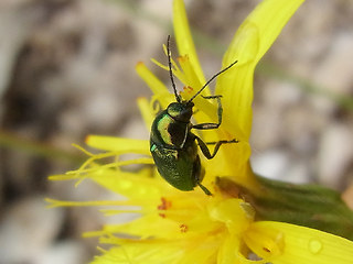Cryptocephalus sp.
