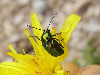 Cryptocephalus sp.