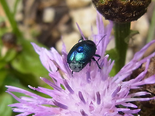Cryptocephalus sp.