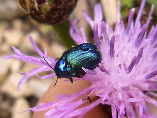 Cryptocephalus sp.