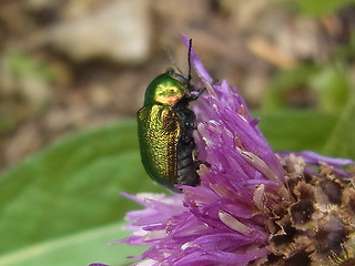 Cryptocephalus sp.