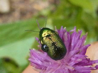 Cryptocephalus sp.