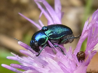 Cryptocephalus sp.