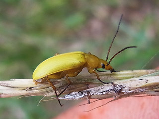 Cteniopus sulphureus