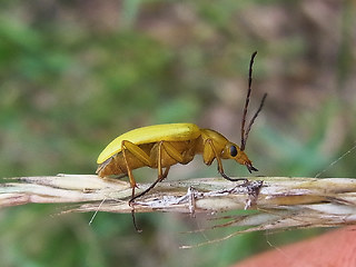 Cteniopus sulphureus