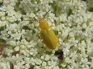 Cteniopus sulphureus