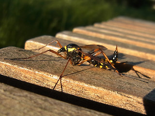 Ctenophora elegans