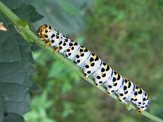 Cucullia scrophulariae