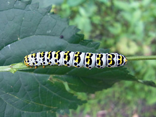 Cucullia scrophulariae