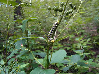 Cucullia scrophulariae