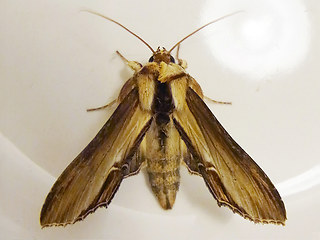 Cucullia verbasci