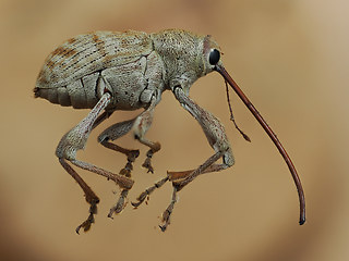 Curculio elephas