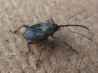 Curculio glandium