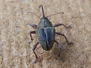 Curculio glandium