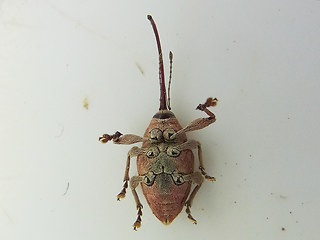 Curculio glandium