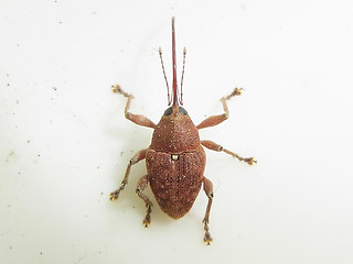 Curculio glandium