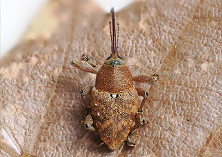 Curculio glandium