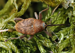 Curculio glandium