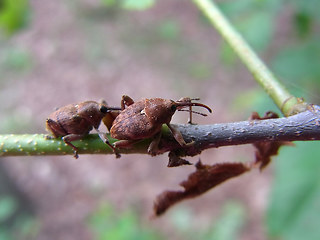 Curculio glandium