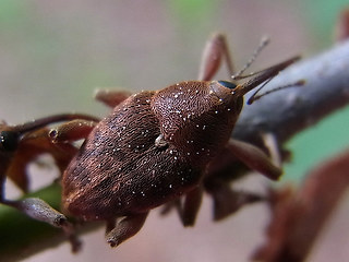 Curculio glandium