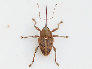 Curculio glandium