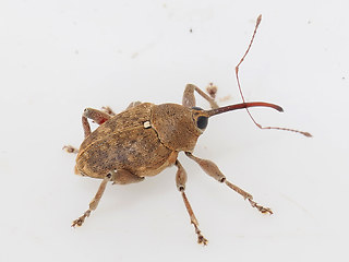 Curculio glandium