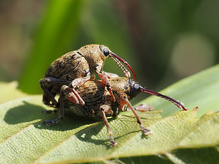 Curculio glandium