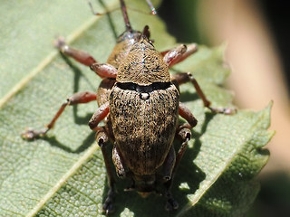 Curculio glandium