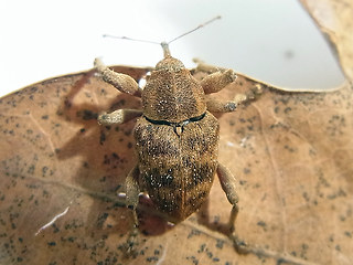 Curculio venosus