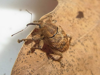 Curculio venosus