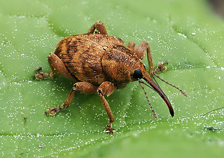 Curculio venosus - pellitus