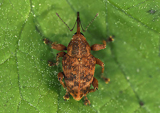 Curculio venosus - pellitus