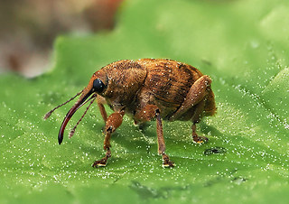 Curculio venosus - pellitus