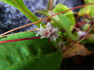 Cuscuta epithymum